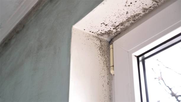 Professional Mold Removal in Bullard, TX