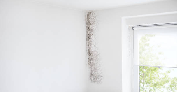 Best Mold Prevention Services  in Bullard, TX