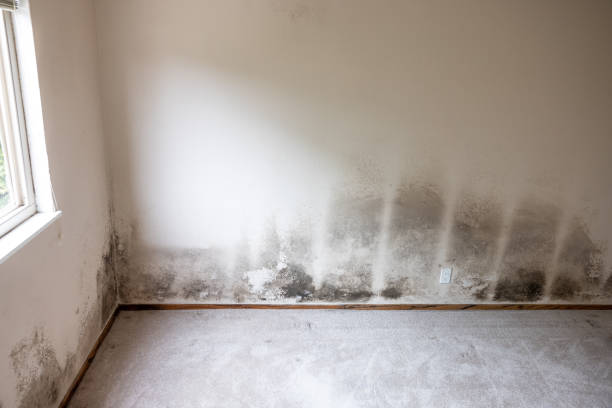 Biohazard Mold Removal in Bullard, TX