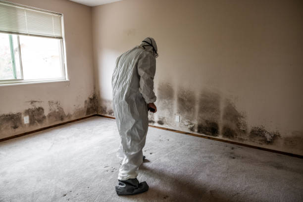Environmental Consulting for Mold Prevention in Bullard, TX